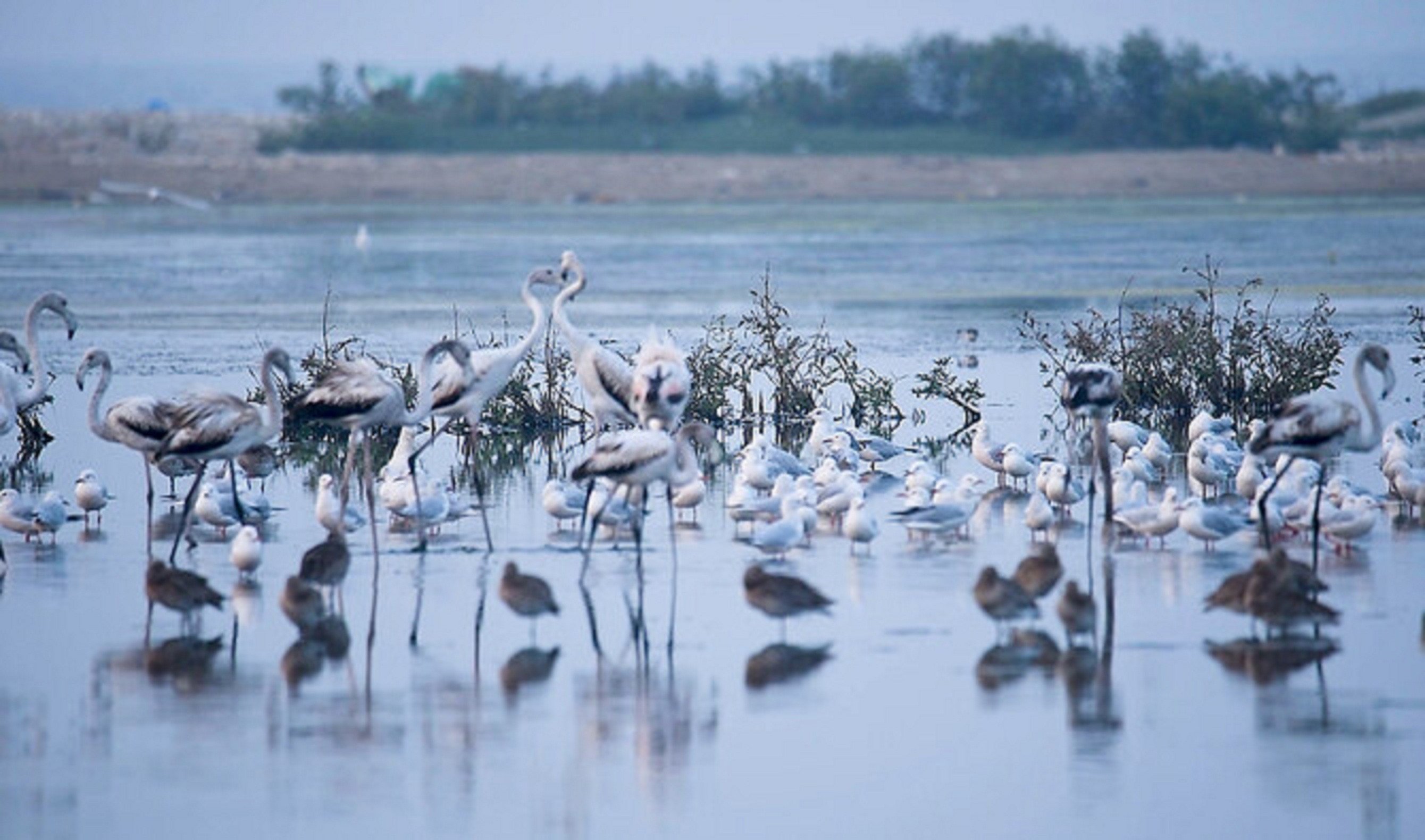 this handout photograph released on november 27 2023 shows a flock of greater flamingo phoenicopterus roseus at the clifton beach in karachi tucked away in an unchecked urban sprawl flamingos and dalmatian pelicans laze in the shallow wetlands azure waters near the pakistani coast photo an