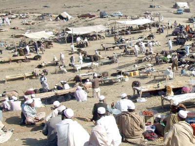 cattle smuggling increases prices of sacrificial animals