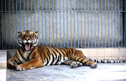 fingers crossed pray for our tiger fingers crossed pray for our tiger