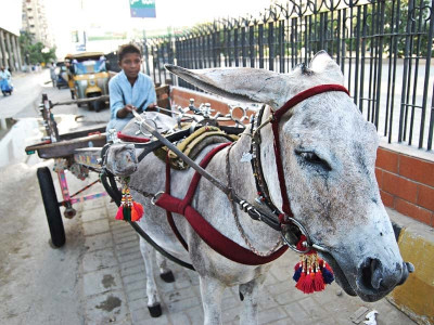 dashing donkeys magnificent mules dashing donkeys magnificent mules