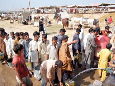 animal market in i 11 purpose built market fails to serve purpose animal market in i 11 purpose built market fails to serve purpose