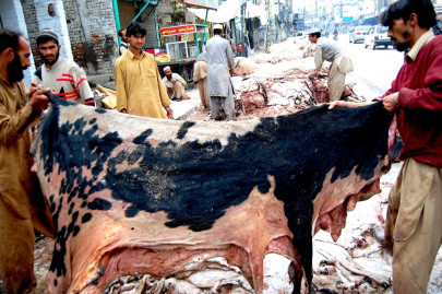 interior ministry bans 40 organisations from collecting animal hides donations this eid