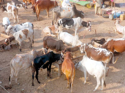 eidul azha court summons officials over illegal cattle markets in city eidul azha court summons officials over illegal cattle markets in city