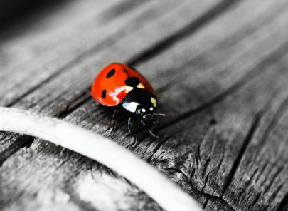 rare headless ladybug discovered