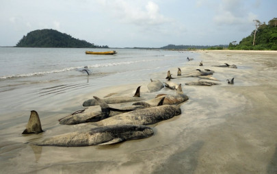 40 whales die in mass stranding on indian island