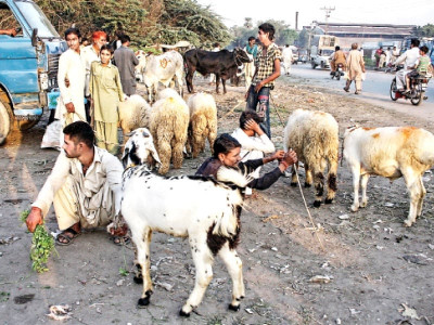 before eid animal sales spill over onto streets despite ban