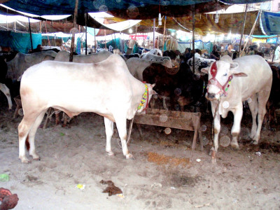 eid cattle market opens in rawalpindi eid cattle market opens in rawalpindi