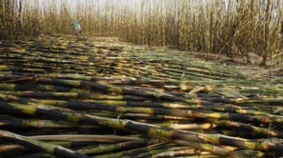sindh farmers say govt s cane support price too low