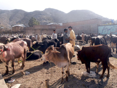 buyers haven if up for buying sacrificial animals swat is the place to be