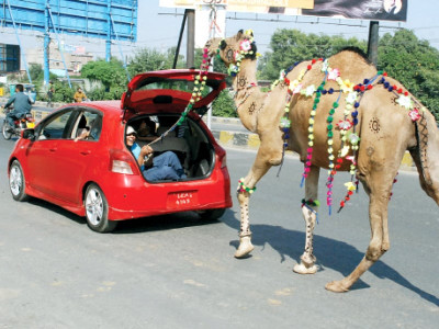 cattle markets 20 arrested for illegal sale 4 for fraud theft