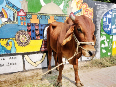 eid precautions wear plastic gloves while handling meat