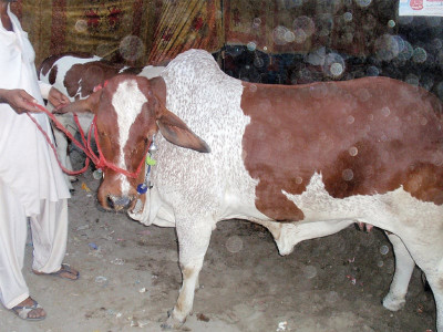 meet shahrukh khan as market flooded with pricey animals people turn to seminaries for combined sacrifice meet shahrukh khan as market flooded with pricey animals people turn to seminaries for combined sacrifice