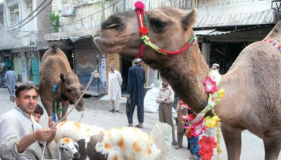 finding a busy spot despite ban illegal cattle markets spring up in city