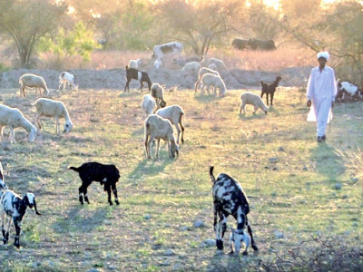 changing times before the urbanite invasion bani gala was a rustic haven for shepherds changing times before the urbanite invasion bani gala was a rustic haven for shepherds