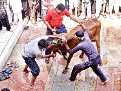 eidul azha 28 000 tonnes of animal waste buried at four sites