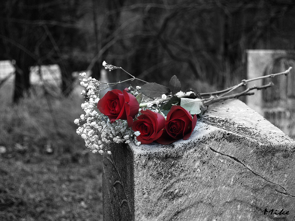 i don t think i ve ever cried as much as i cried seeing the attendees put roses on his grave one by one photo flicker explorer tresspasser