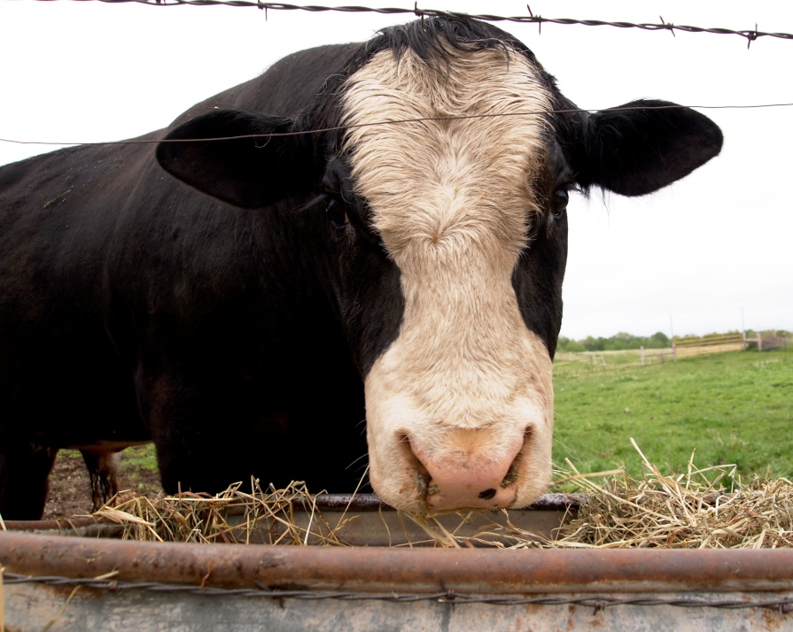 brutal sheep culling aside australian cows due to arrive in pakistan