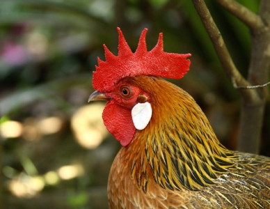 poultry scheme stages another comeback poultry scheme stages another comeback