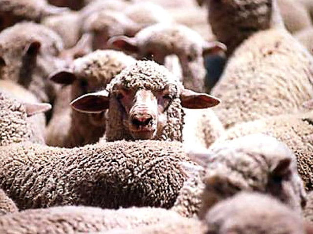australian sheep pakistan must probe sheep slaughter says gillard australian sheep pakistan must probe sheep slaughter says gillard