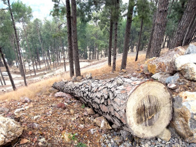 curbing deforestation green bench issues arrest warrants