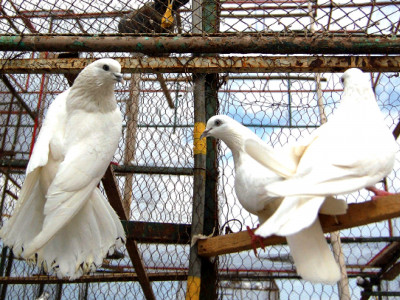 once just limited to betting kabootar baazi finds a new lifeline once just limited to betting kabootar baazi finds a new lifeline