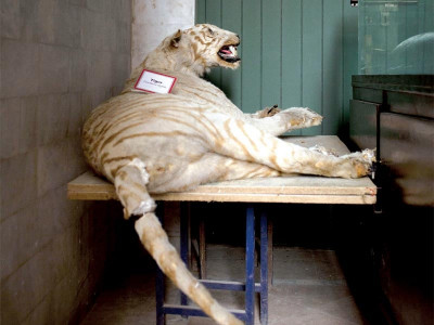 man bruised while filming video with lion