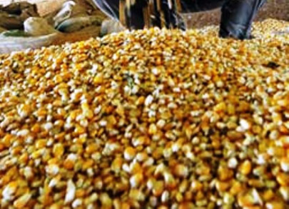 experts urge govt to check sale of fake gm seeds
