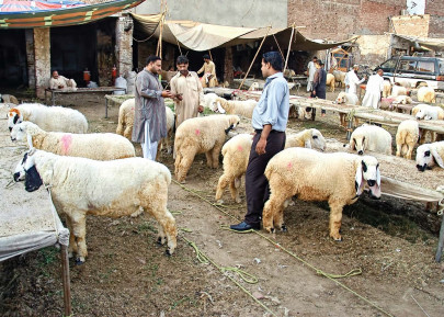 speakers for developing data on farm animals