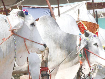 govt to organise cattle show in hyderabad next month govt to organise cattle show in hyderabad next month