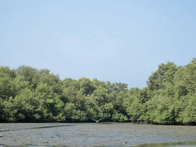 saving mangroves investing in environment is not philanthropy experts tell industrialists saving mangroves investing in environment is not philanthropy experts tell industrialists