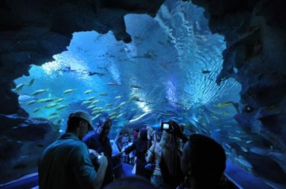 red tape aquarium fish in troubled waters