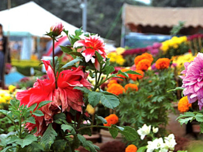 ikebana arrangement flower birds show concludes