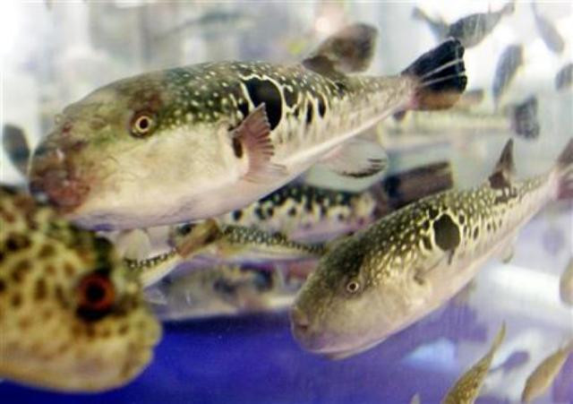 world fisheries day protect fish today to ensure future supply