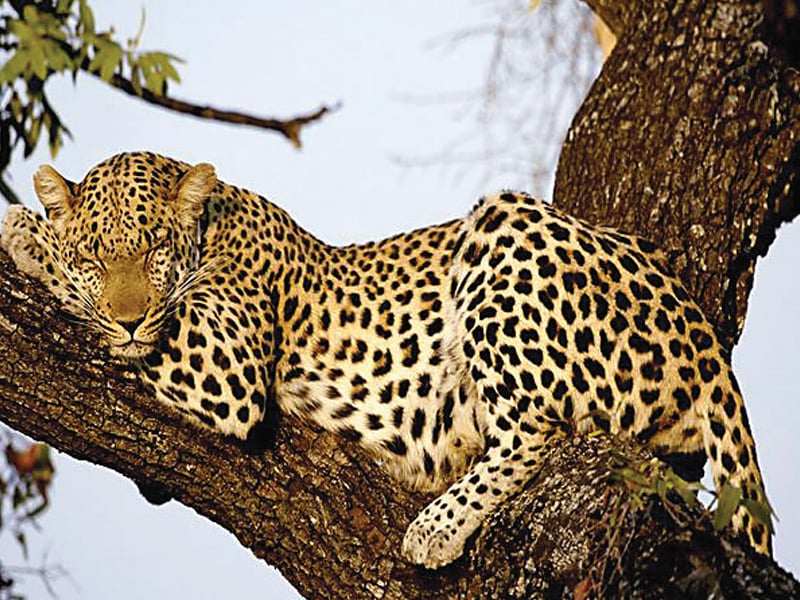 panic in batkhela as killer leopard escapes safari park