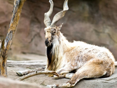 g b govt unveils trophy hunting programme g b govt unveils trophy hunting programme