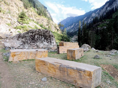 illegal logging residents of malam jabba rally to save their dwindling forests