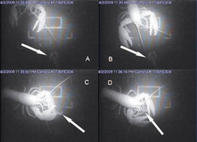 cruel new fact of crustacean life lobster cannibalism