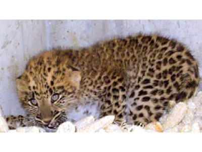 two new leopard cubs at dhodiyal pheasantry