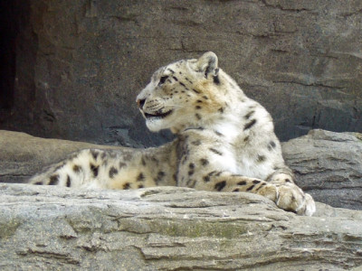 steps urged to protect snow leopard and its habitat steps urged to protect snow leopard and its habitat