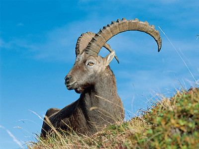 wildlife threatened ibex family killed accused caught