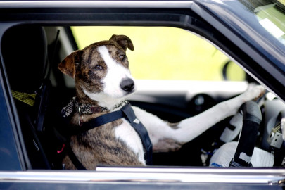motor mutts dogs learn to drive in new zealand
