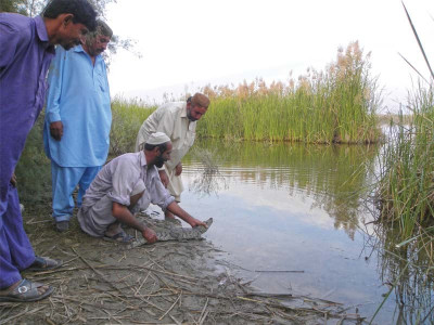 sanghar s unusual intruder juvenile crocodile comes to collect its share of harvest sanghar s unusual intruder juvenile crocodile comes to collect its share of harvest