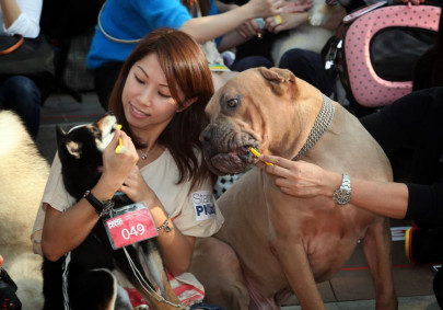 hong kong dogs seek tooth brushing world record