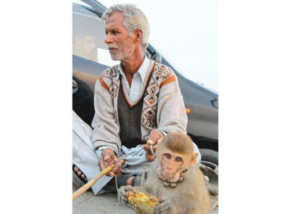 in karachi s concrete jungle this monkey trainer stays up nights in karachi s concrete jungle this monkey trainer stays up nights