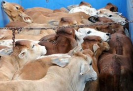 cattle markets buzz but prices soar
