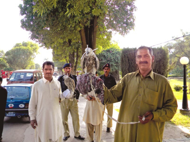 a grave loss death of seized rare falcons upsets judges a grave loss death of seized rare falcons upsets judges