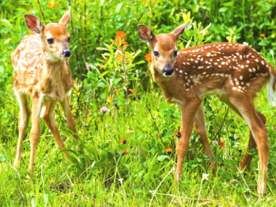 animal mystery six deer missing from university gardens animal mystery six deer missing from university gardens
