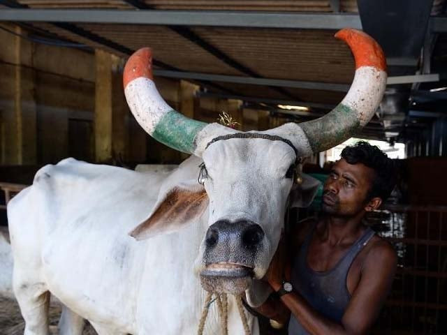 a worker attends to a bullock at the shree gopala goshala cow shelter in asangaon some 75 km north east of mumbai photo afp