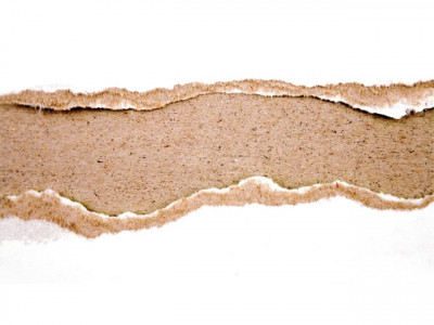 bridging gaps tribunal to ensure rights are guaranteed under fcr reforms