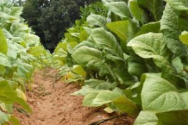 tobacco exports likely to fetch 150m this year tobacco exports likely to fetch 150m this year